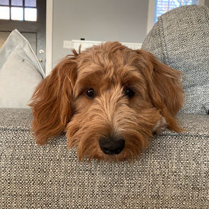 Meet your Posher, Kristin